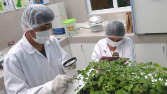 Cient&iacute;ficos peruanos identifican tipos de quinua resistentes a enfermedades
