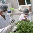 Cient&iacute;ficos peruanos identifican tipos de quinua resistentes a enfermedades - 