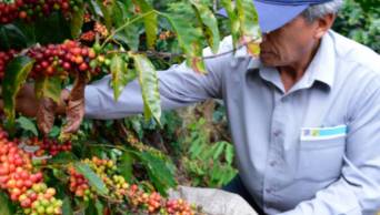 Sector agropecuario creci&oacute; 5.3% en marzo del 2019