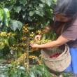 Agrobanco debe fortalecerse para impulsar competitividad del sector agrario - 