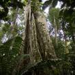 Cuatro regiones amaz&oacute;nicas fortalecer&aacute;n fiscalizaci&oacute;n en sector forestal - 