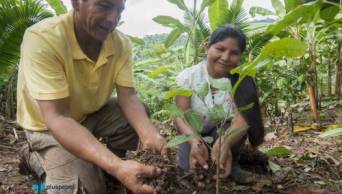 Agricultores de Mazamari apuestan por el cultivo de cacao de alto rendimiento