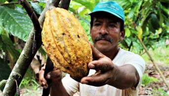 Ponen en marcha ambicioso proyecto de cacao org&aacute;nico en cuatro regiones