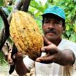 Ponen en marcha ambicioso proyecto de cacao org&aacute;nico en cuatro regiones - 