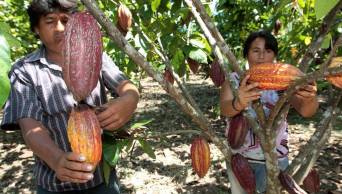 San Mart&iacute;n, Amazonas, Piura y Tumbes se unen para exportar cacao org&aacute;nico