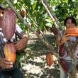 San Mart&iacute;n, Amazonas, Piura y Tumbes se unen para exportar cacao org&aacute;nico - 