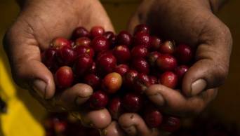 Hasta este domingo se empadronar&aacute; a productores cafetaleros