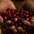 Hasta este domingo se empadronar&aacute; a productores cafetaleros - 