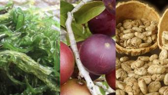 Loreto combate la anemia con galletas de espirulina, camu camu y macambo
