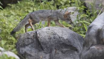 SERFOR recomienda a la poblaci&oacute;n evitar contacto con fauna silvestre urbana - www.serfor.gob.pe