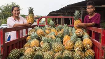 Agricultores de Ucayali mejorar&aacute;n calidad en la producci&oacute;n de pi&ntilde;a Golden
