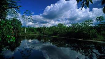 Fortalecer&aacute;n sostenibilidad ambiental de los bosques de la Amazon&iacute;a