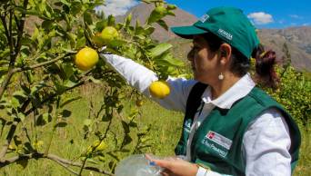 Redoblan acciones para evitar ingreso al Per&uacute; de la plaga que afecta a los c&iacute;tricos