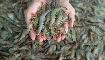 Convierten desechos de langostinos en productos para agricultura y piscicultura