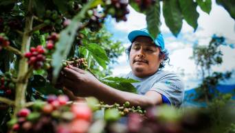 Devida asisti&oacute; a m&aacute;s de 7,600 familias cafetaleras y cacaoteras del Alto Huallaga