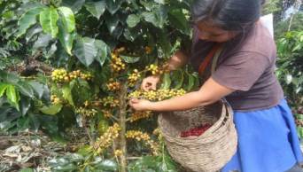 Gobierno aprueba D.U. que cambia Ley 27360 y brinda beneficios a trabajadores del campo