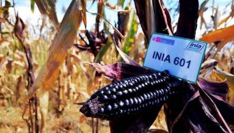 Agricultores de Cajamarca cosechan el superma&iacute;z morado que ayuda a prevenir el c&aacute;ncer