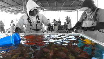 Per&uacute; subvencionar&aacute; subproyectos de Innovaci&oacute;n en Pesca y Acuicultura