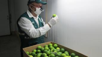 Regi&oacute;n San Mart&iacute;n apuesta por el cultivo de lim&oacute;n tahit&iacute; con fines de exportaci&oacute;n