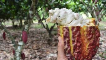 Sepa cu&aacute;l es la huella h&iacute;drica del cacao