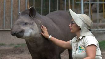 Serfor otorgar&aacute; subvenci&oacute;n a centros de cr&iacute;a de fauna silvestre en cautiverio