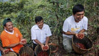 D�A DEL CAF� PERUANO: Inacal impulsa fortalecimiento de calidad para mejorar exportaci&oacute;n