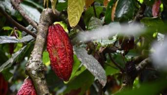 San Mart&iacute;n busca mejorar calidad del cacao y reducir la presencia de cadmio
