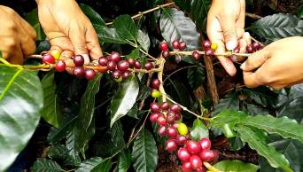 M&aacute;s de 2 mil  productores formalizaron sus negocios despu&eacute;s de asociarse