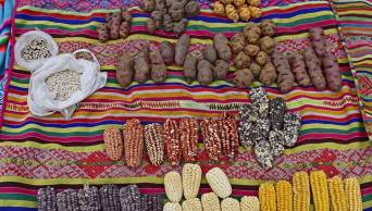 Ccollasuyo es declarada tercera zona de agrobiodiversidad del Per&uacute;