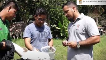 Cient&iacute;ficos peruanos del IIAP, investigan c&oacute;mo controlar a par&aacute;sitos que afectan a peces amaz&oacute;nicos