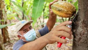 Cacao, manjar del desarrollo de las comunidades rurales del Per&uacute;