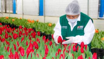 FLORES PERUANAS: Hay m&aacute;s de 4 mil hect&aacute;reas para el cultivo de diversas especies