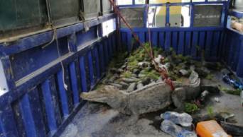 Rescatan a cocodrilo que escap&oacute; de cautiverio en Nueva Cajamarca